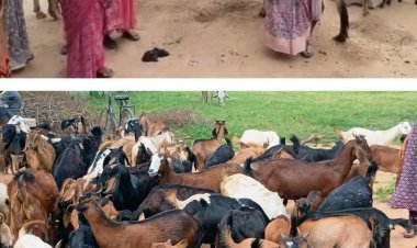 संघर्ष से स्वावलंबन: धमतरी की ‘छिपली दीदियों’ ने खड़ा किया बहुआयामी आजीविका का साम्राज्य
