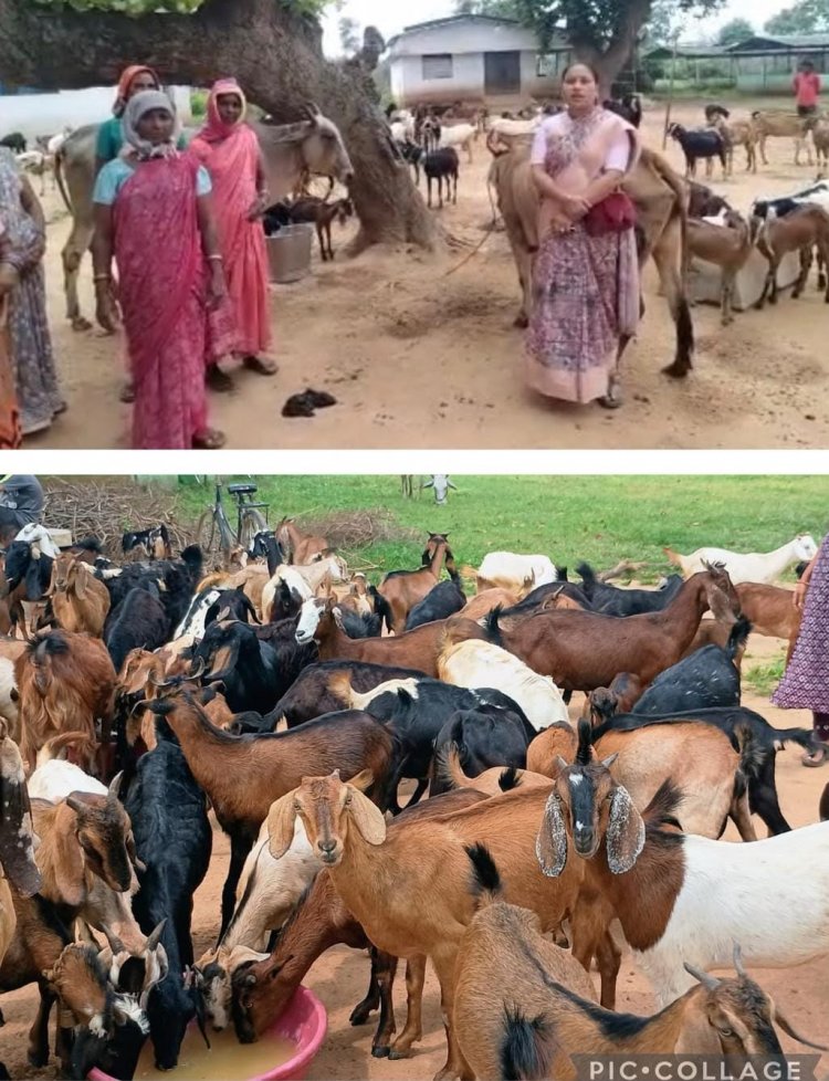 संघर्ष से स्वावलंबन: धमतरी की ‘छिपली दीदियों’ ने खड़ा किया बहुआयामी आजीविका का साम्राज्य