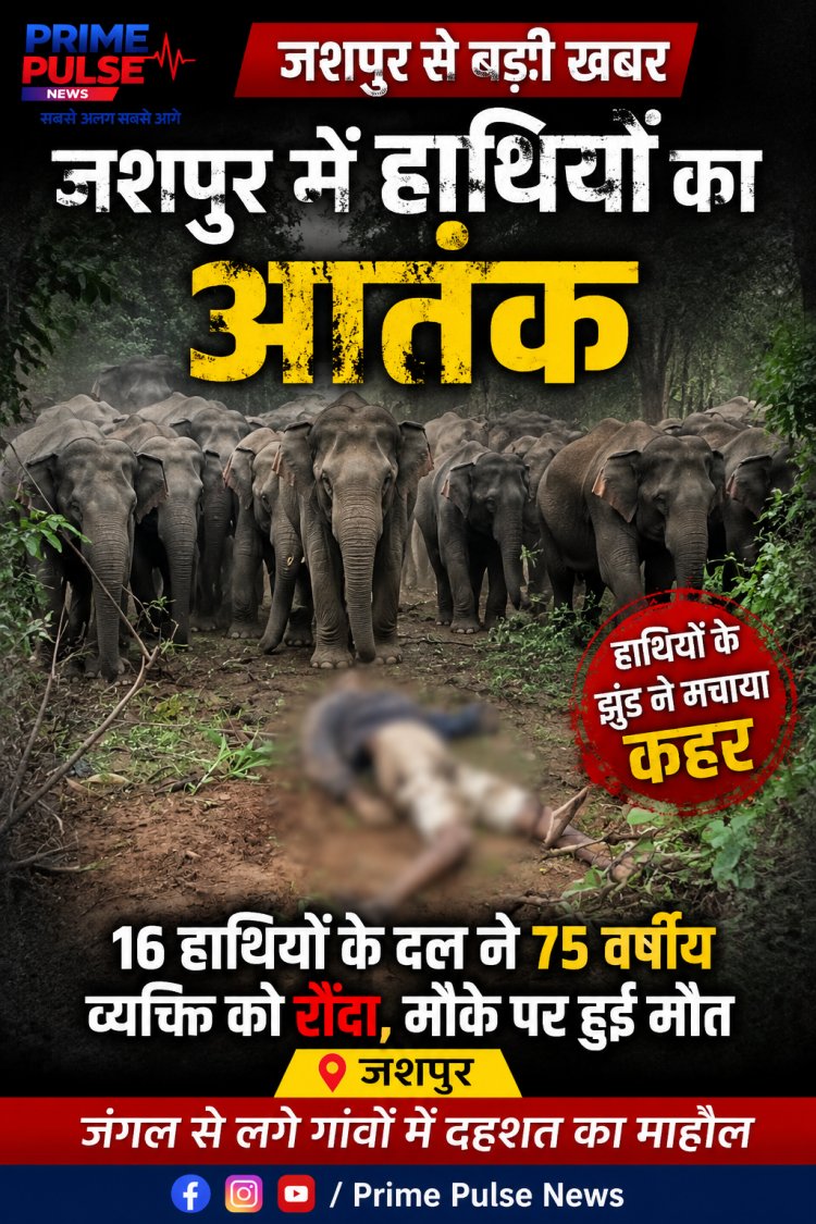 जशपुर में हाथियों का तांडव: 16 हाथियों के दल ने 75 वर्षीय बुजुर्ग को कुचला, मौके पर ही मौत
